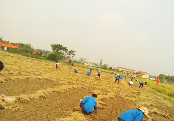 Toàn cảnh Tuổi trẻ Hưng Hà ra quân tham gia sản xuất cây màu vụ đông năm 2013 – 2014 tại xã Duyên Hải