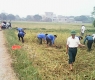 Toàn cảnh tham gia trồng cây đậu tương của BCH Đoàn xã Hồng An