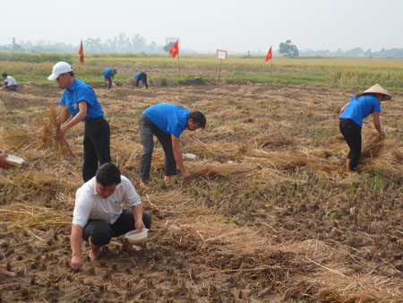 Đoàn viên thanh niên xã Duyên Hải tham gia trồng cây màu vụ đông năm 2013